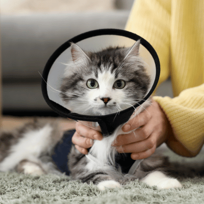 A cat with a surgical collar on